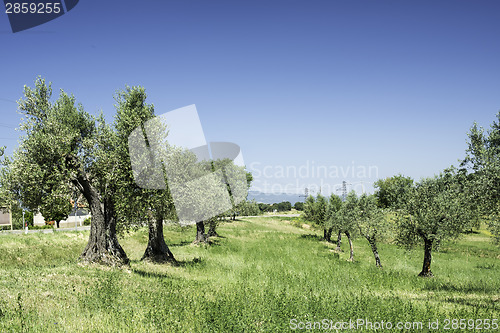 Image of Olive trees in Italy