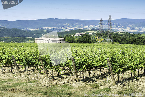 Image of Vine plantations and farmhouse in Tuscany.