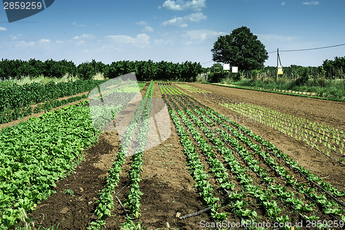 Image of Plantations with lettuce