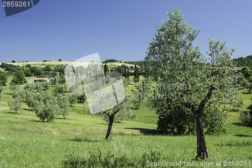 Image of Olive trees in Italy