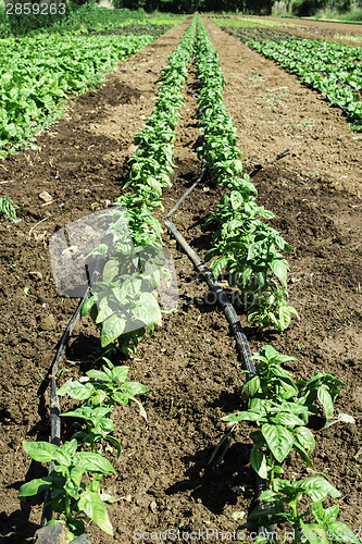 Image of Plantations with lettuce