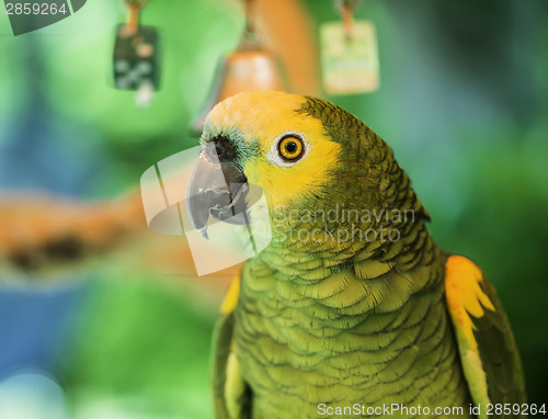 Image of Green parrot