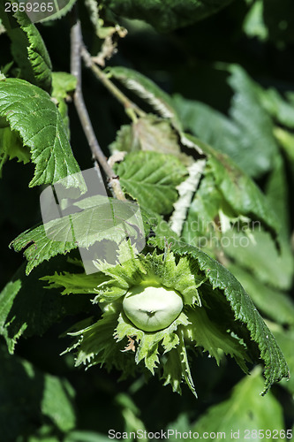Image of  Branch with hazelnuts