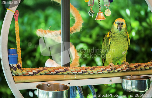 Image of Green parrot