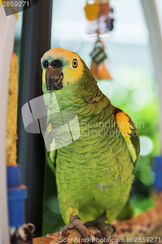 Image of Green parrot