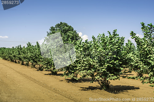 Image of Hazel tree plantation