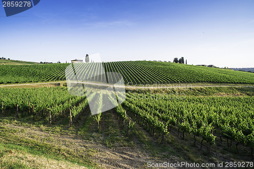 Image of Vineyards in Tuscany