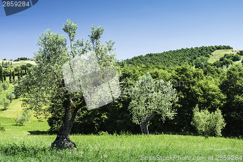 Image of Olive trees in Italy