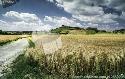 Image of Cereal crops and farm in Tuscany