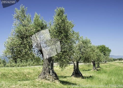 Image of Olive tree in Italy