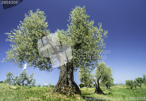 Image of Olive tree in Italy
