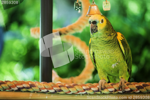 Image of Green parrot