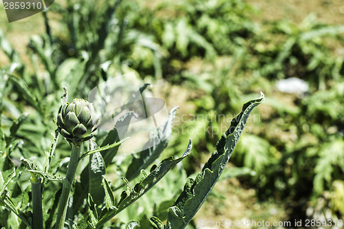 Image of Artichoke plantation