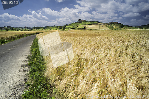 Image of Cereal crops and farm in Tuscany