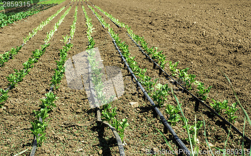 Image of Plantations with lettuce