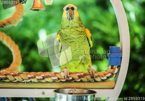 Image of Green parrot