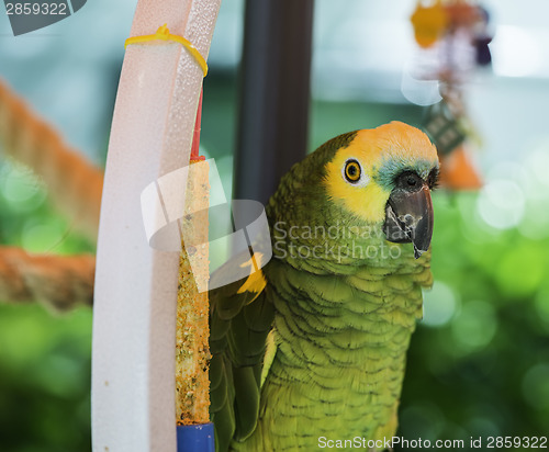 Image of Green parrot