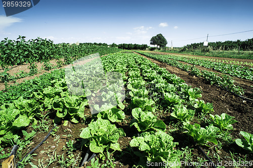 Image of Plantations with lettuce