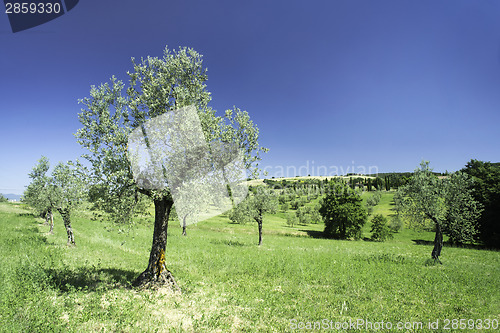 Image of Olive tree in Italy