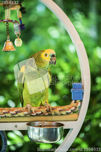 Image of Green parrot