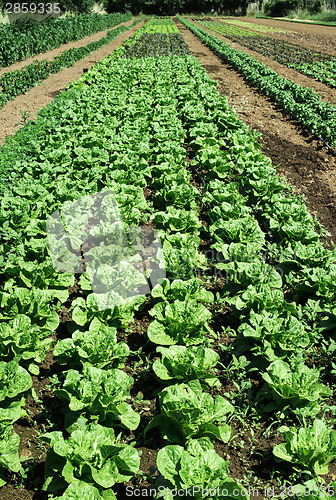 Image of Plantations with lettuce