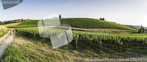 Image of Vineyards in Tuscany