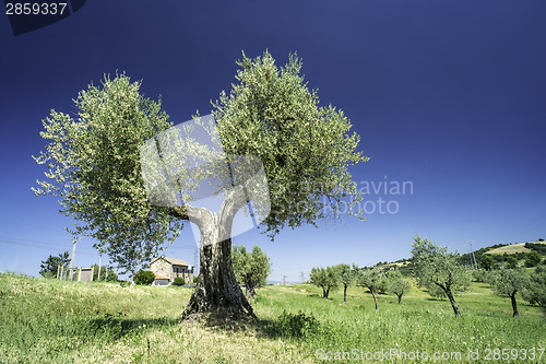 Image of Olive tree in Italy