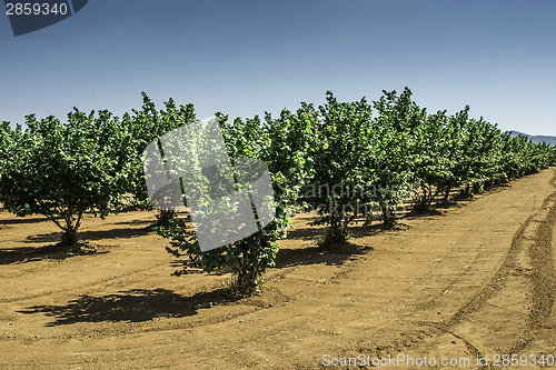Image of Hazel tree plantation