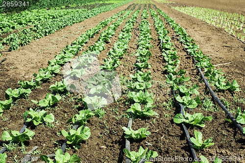 Image of Plantations with lettuce