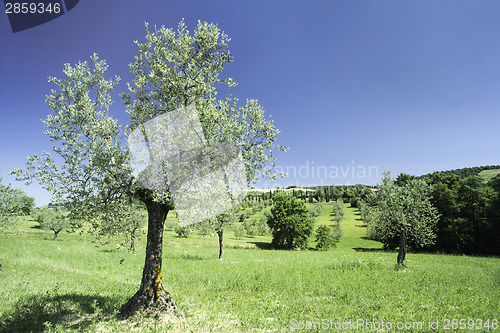 Image of Olive tree in Italy