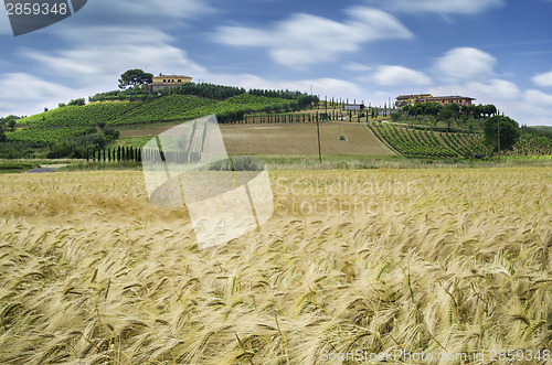 Image of Cereal crops and farm in Tuscany