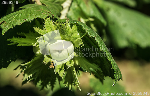 Image of  Branch with hazelnuts