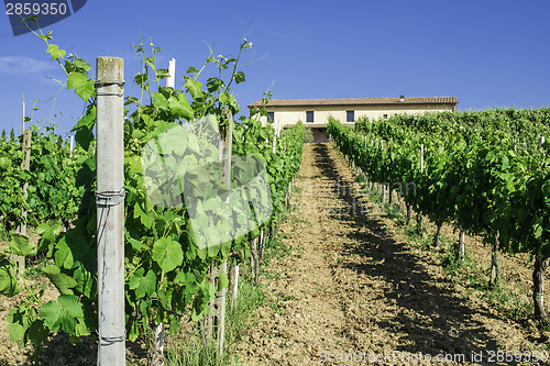 Image of Vine plantations and farmhouse in Italy