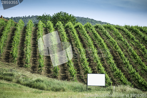 Image of Vine plantations in Italy