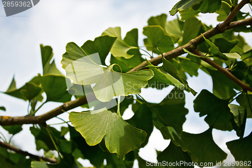 Image of Ginkgo on a branch