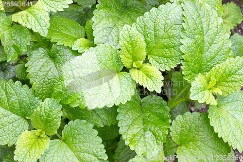 Image of Lemon balm