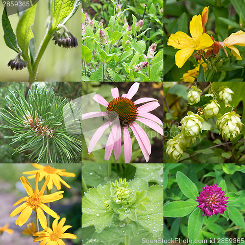 Image of Medicinal plants