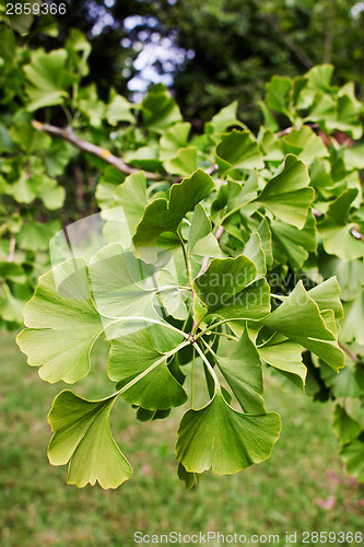 Image of Ginkgo branch