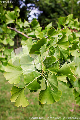 Image of Ginkgo branch