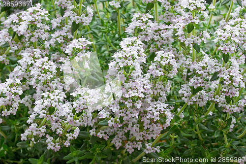 Image of thyme