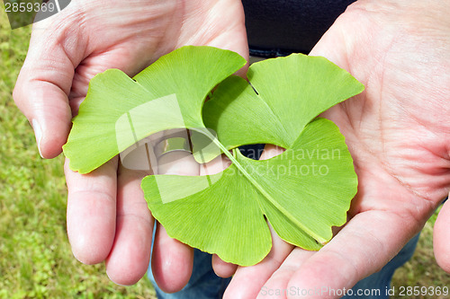 Image of Ginkgo in the hand