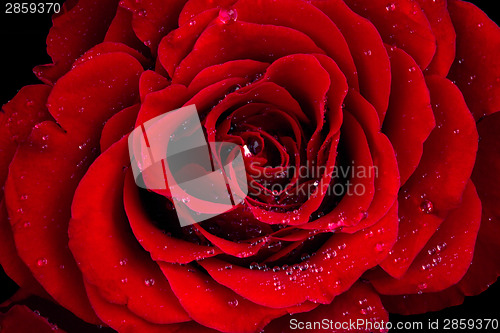 Image of Rose blossom