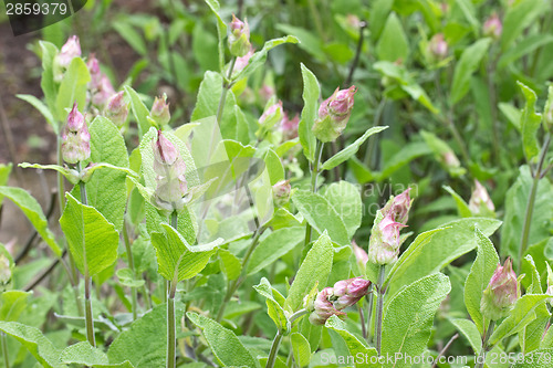 Image of Blooming sage