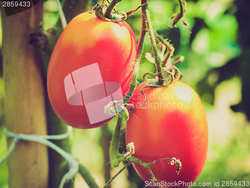 Image of Retro look Tomato