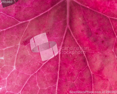 Image of Leaf background