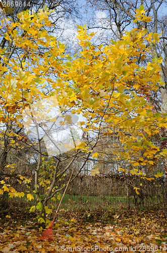 Image of tuliptree with yellow leaves in autumn park 