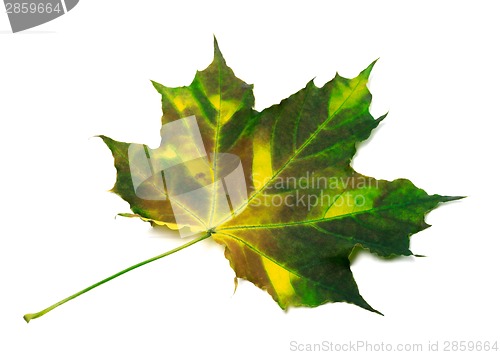 Image of Multicolorl maple leaf