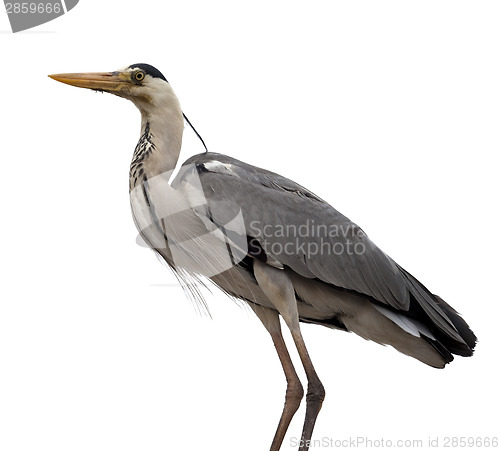 Image of Grey heron (Ardea cinerea)