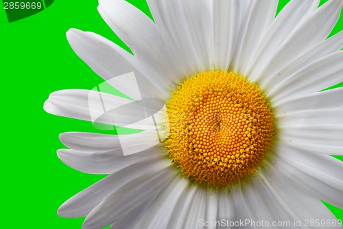 Image of White chamomile on green background