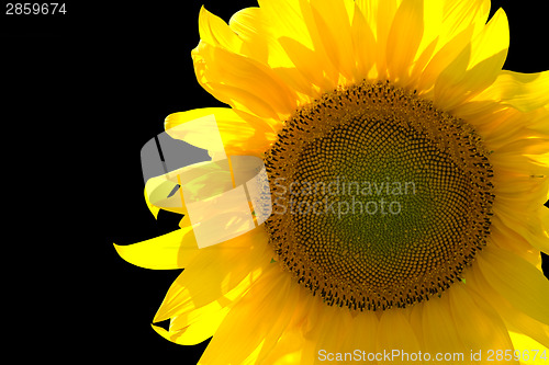 Image of Sunflower isolated on black background